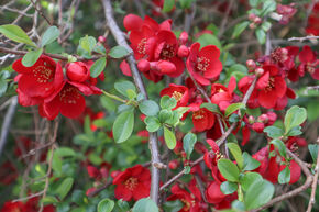 Cognassier 'Crimson and Gold'