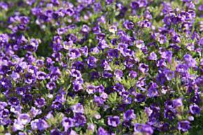 Petite gueule de loup 'Blue Dream'
