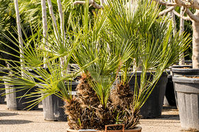 Palmier nain 'Cerifera'