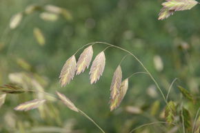 Avoine sauvage