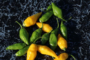 Piment 'Citron'