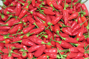 Piment 'Prairie Fire' (semences) BIO
