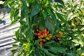 Piment 'Hot Surprise Bushy'