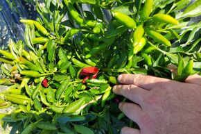 Piment 'Hot Surprise Compact'
