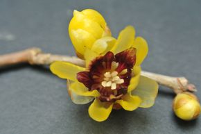 Chimonanthe pr�coce, Fleur d'hiver chinoise