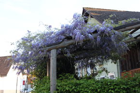 Glycine de Chine 'Prolific'