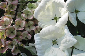 Cornouiller chinois � fleurs