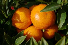 Chinotto, Mandarinier chinois