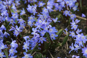 Gloire des neigesGloire des neiges 'Blue Giant'