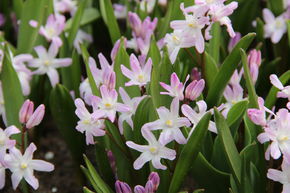 Gloire des neiges 'Pink Giant'