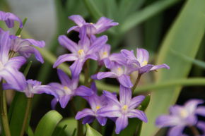 Gloire des neiges 'Violet Beauty�'