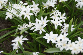 Gloire des neiges 'Alba'