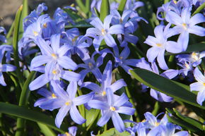 Gloire des neiges (bleu)