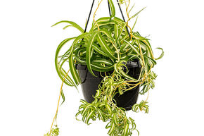 Plante araign�e 'Bonnie'