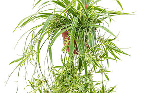 Plante araign�e 'Ocean'