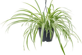 Plante araign�e 'Vittatum'