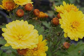 Chrysanth�me - Aster d'hiver 'Bienchen'