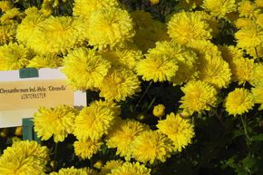 Chrysanth�me 'Citronella'