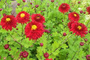 Chrysanth�me 'Fellbacher Wein'