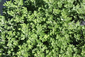 Chrysanth�me 'Herbstbrokat'