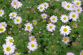 Chrysanth�me 'Innocence'