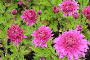 Chrysanth�me 'Schweizerland'