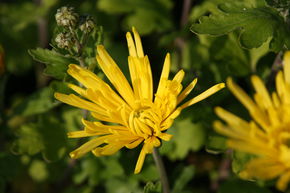 Chrysanth�me 'Tante Heti'
