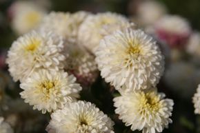 Chrysanth�me 'White Bouquet'