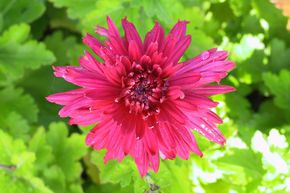Chrysanth�me 'Reiherberg'