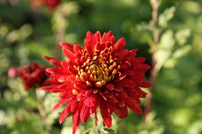 Chrysanth�me 'Brennpunkt'
