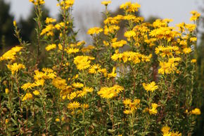 Aster jaune 'Golden Sunshine'