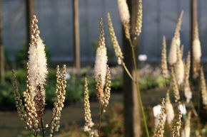 Cimicaire � grappes