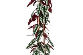 Vigne b�gonia