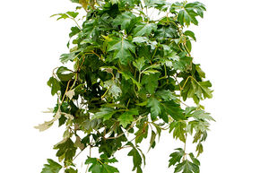 Cissus 'Ellen Danica'