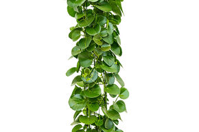Cissus