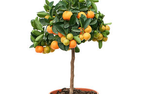 Calamondin, calamansi, Kalamantsi