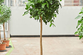 Citronnier vert 'Lima Rossa'