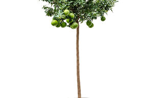 Mandarinier chinois 'Chinotto'