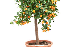 Calamondin, calamansi, calamondin