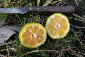 Switrus� Mandarine 'Keraji'