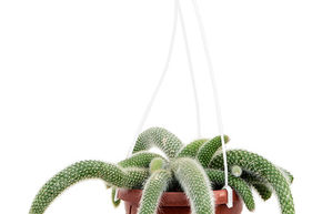 Cactus queue de singe