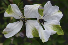 Cl�matite des bois 'Alba Luxurians'