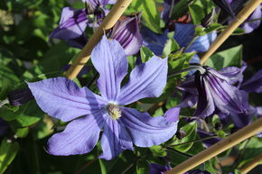 Cl�matite des bois 'Arabella'