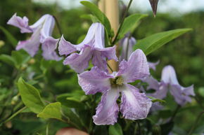 Cl�matite des bois 'Betty Corning'