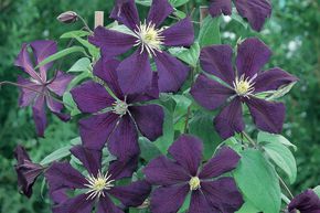 Cl�matitev 'Blue Belle'