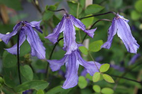 Cl�matite 'Blue Rain'