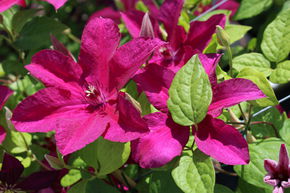 Cl�matite des bois 'Cardinal Wyszynski'