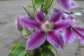 Cl�matite des bois 'Dr. Ruppel'