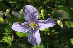 Cl�matite des bois 'Emilia Plater'