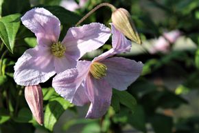 Cl�matite 'Entel', viorne'